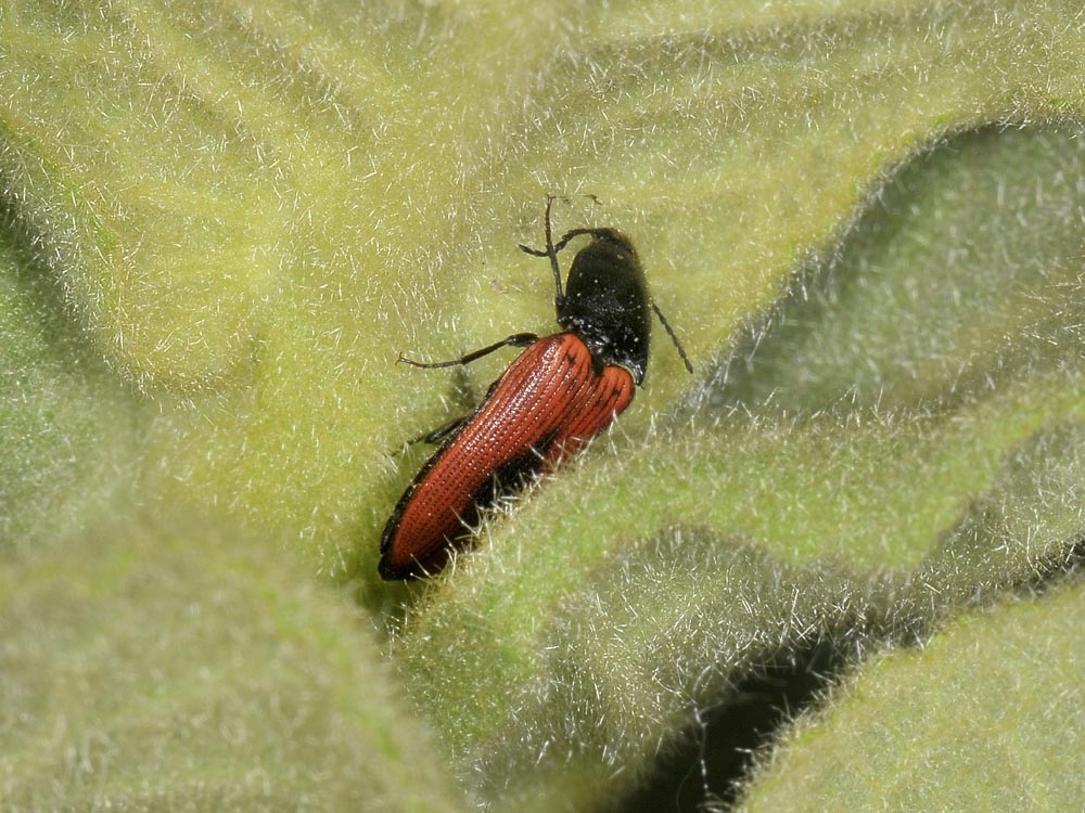 Ampedus sanguinolentus? (Elateridae)